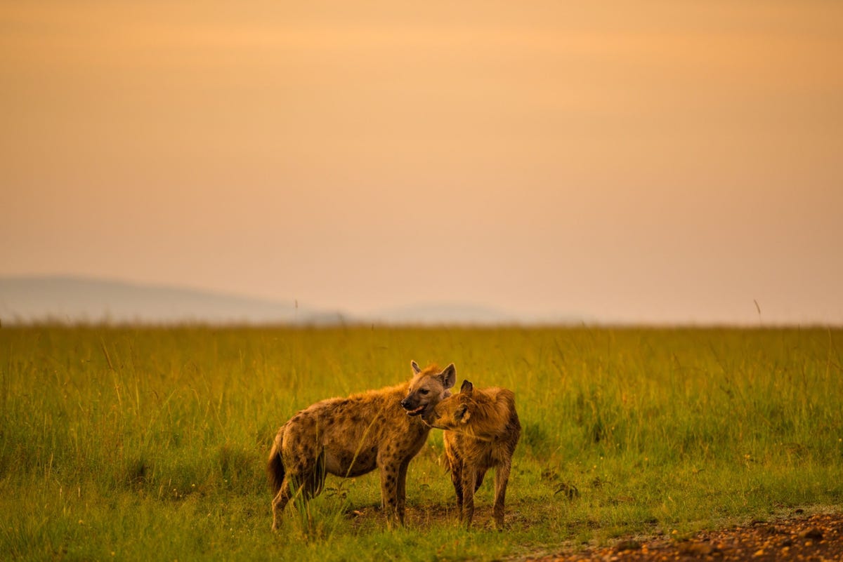 Een jonge gevlekte hyena likt zijn moeder in het Keniaanse Masai Mara National Reserve