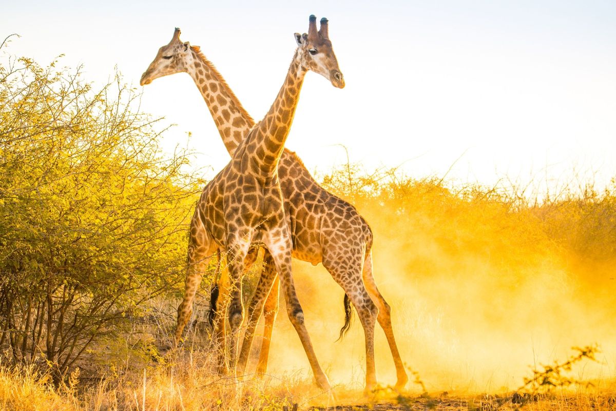 Twee mannetjesgiraffen in het Madikwe Game Reserve in ZuidAfrika Het totale aantal in het wild levende giraffen is aanzienlijk hoger dan in 2015