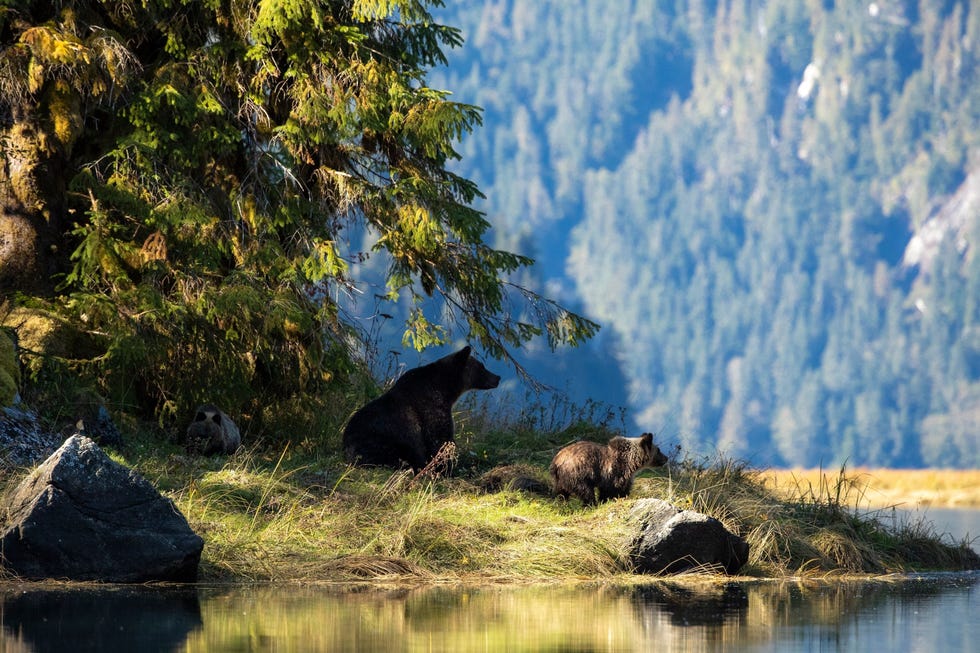 In het Great Bear Rainforest turen een moedergrizzly en haar n jaar oude welpen naar de overzijde van een rivier
