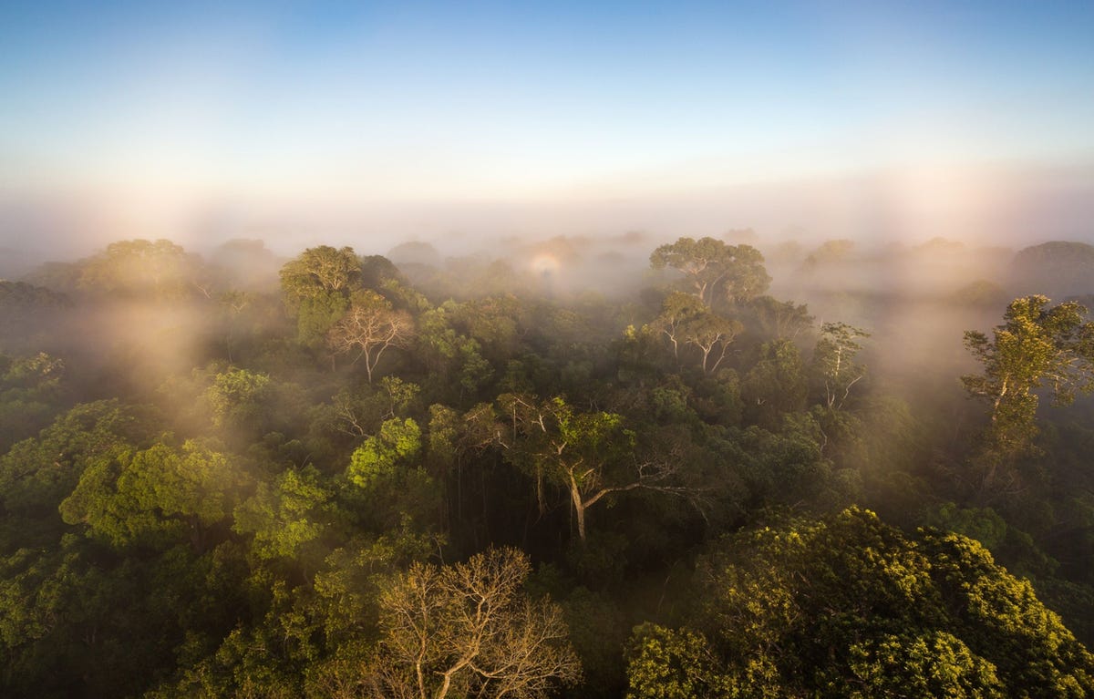Uit een nieuw onderzoek blijkt dat het Amazonegebied niet langer dienstdoet als CO2 opslag voor onze planeet In plaats daarvan draagt het gebied bij aan de opwarming van de aarde