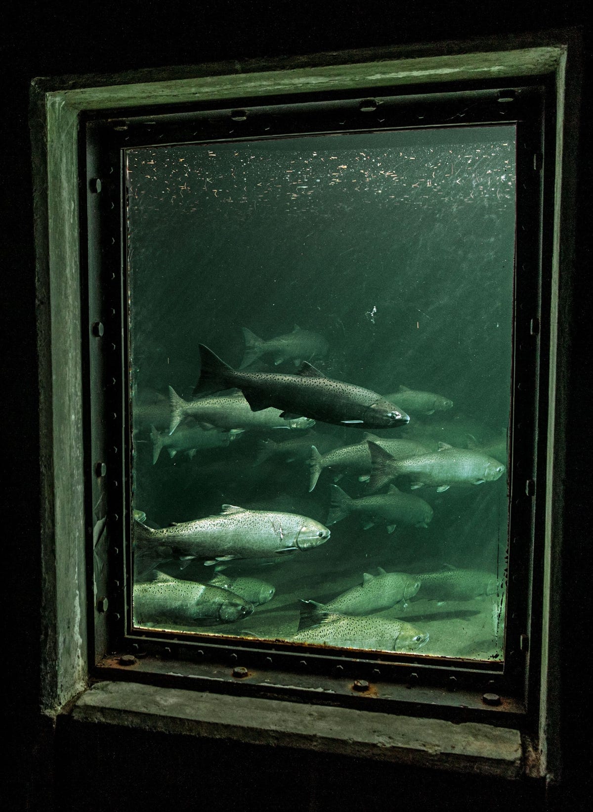 Bij kwekerij Little White Salmon in Cook in de staat Washington kunnen bezoekers via ramen onder water de jonge chinookzalmen van dichtbij bekijken In tanks gekweekte chinookzalmen of wilde chinookzalmen met een MSCkeurmerk Marine Stewardship Council wordt gezien als de beste keuze voor wie duurzame seafoodproducten wil kopen