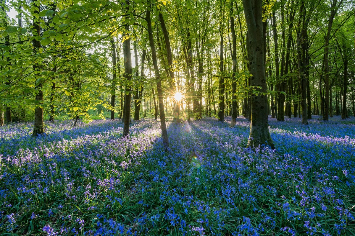 Dit kleine bos in Shaftesbury Engeland is perfect voor een meditatieve wandeling  vooral wanneer de boshyacint in bloei staat
