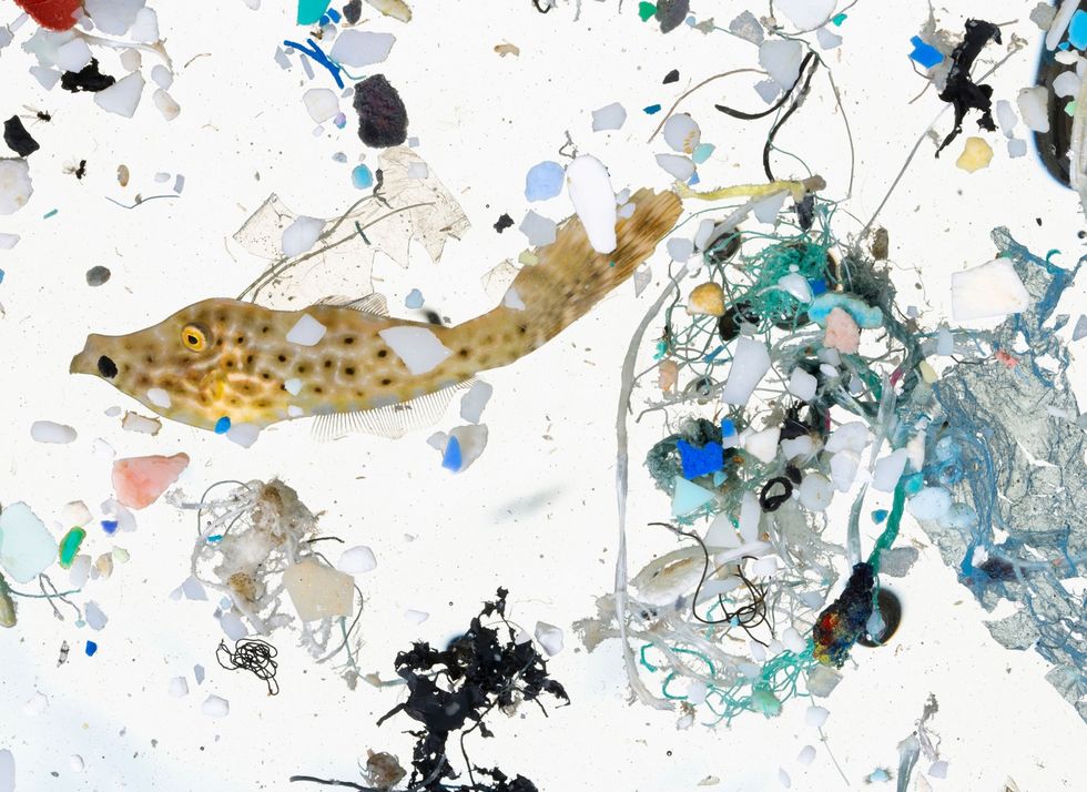 Een watermonster dat voor de kust van Hawa is genomen bevat levende organismen en stukjes plastic