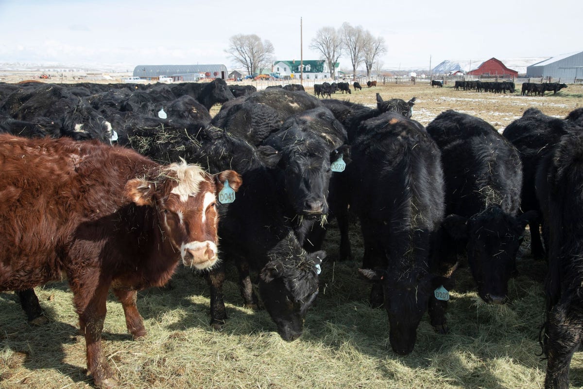 Ivermectine wordt gebruikt als ontwormingsmiddel voor veedieren zoals deze runderen op een ranch in Wyoming