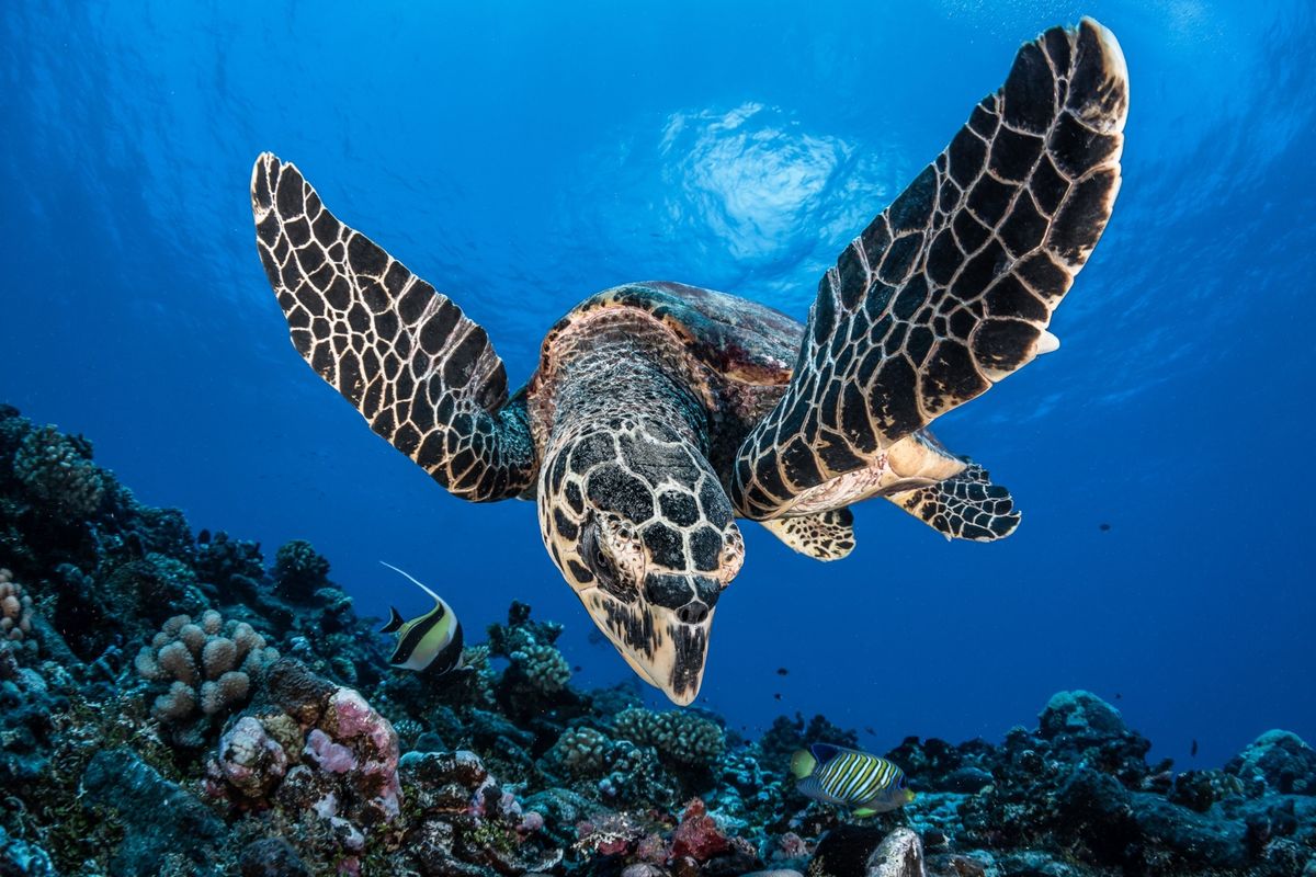 Een ernstig bedreigde karetschildpad zwemt boven een rif Er wordt aangenomen dat er de afgelopen twee eeuwen meer dan negen miljoen mensen zijn omgekomen vanwege hun granaten Faux schildpad gemaakt van hars is bijna identiek