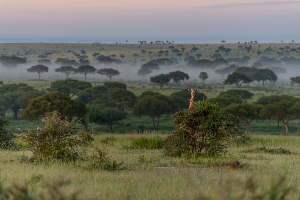 Een Rothschildgiraffe foerageert in het Murchison Falls National Park
