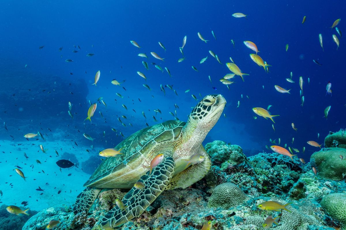 Een zeeschildpad zwemt boven het koraal in Tubbataha Reefs Natural Park