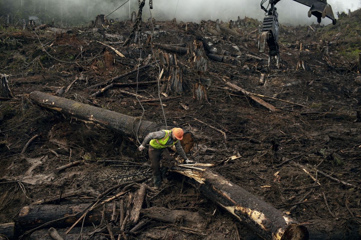 Het wereldwijde akkoord tegen ontbossing dat werd gesloten op de VNklimaatconferentie in Glasgow wordt gezien als een positieve stap hoewel de details volgens critici nauwelijks zijn uitgewerkt