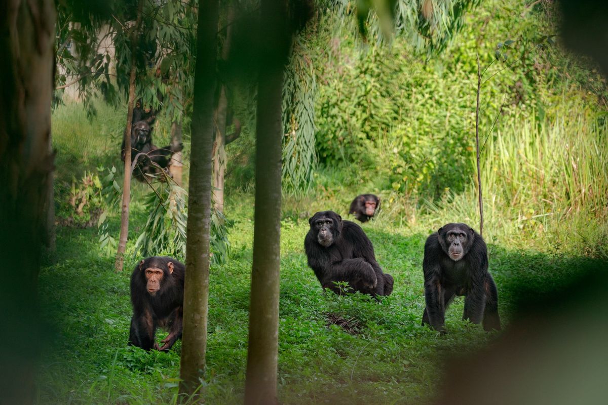 Een troep chimpansees struint door een bos in Oeganda Sommige alfamannetjes heersen met ijzeren vuist andere kiezen voor een zachtaardiger benadering van leiderschap