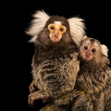 Marmoset_with_baby Van klauwaapjes boven dieren in gevangenschap aan de University of Nebraska in Omaha is bekend dat ze heel vocaal zijn