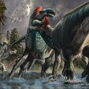 TweeEdmontosaurusmannetjes vechten om een vrouwtje waarbij de met een nagel bedekte hoefachtige voorpoten van de dieren zichtbaar zijn