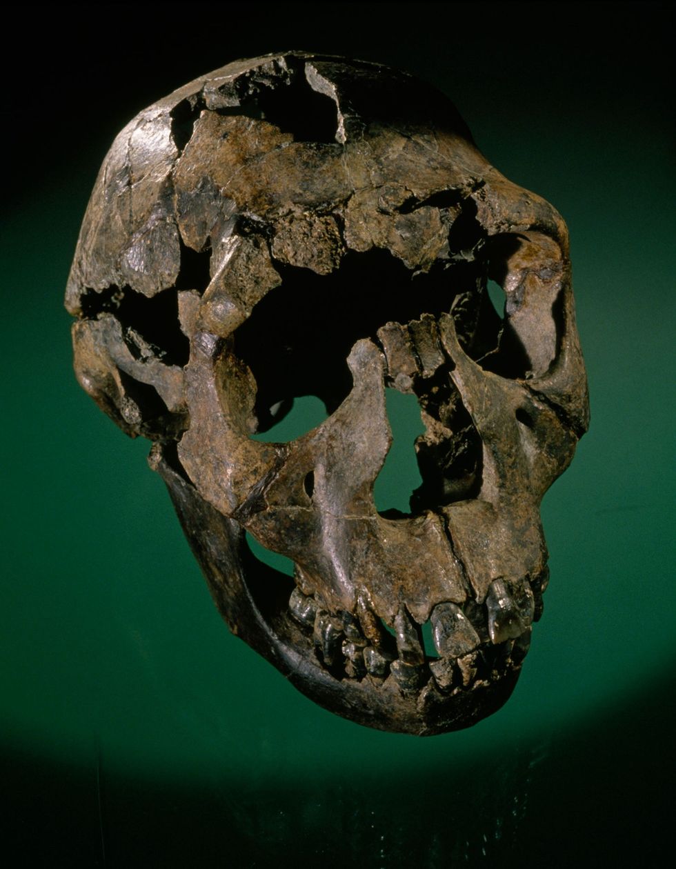 Het 16 miljoen oude skelet van de Turkanajongen dat formeel te boek staat als KNMWT 15000 maar ook wel de Nariokotome Boy wordt genoemd werd in 1984 ontdekt door Kamoya Kimeu Hij stond aan het hoofd van de naar fossielen speurende Hominid Gang die nauw samenwerkte met Richard Leakey