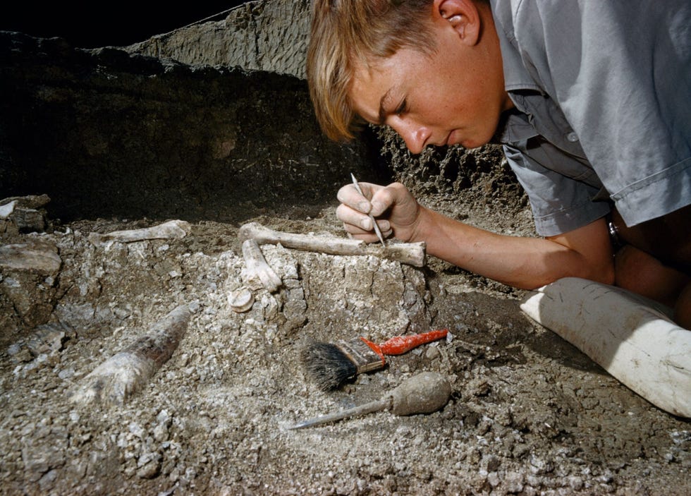De jonge Richard Leakey schraapt op de vindplaats van zijn ouders in de Olduvaikloof in Tanzania behendig steengruis van het gefossiliseerde bot van een been van een paard Links op de voorgrond ligt een slagtand van een uitgestorven nijlpaard