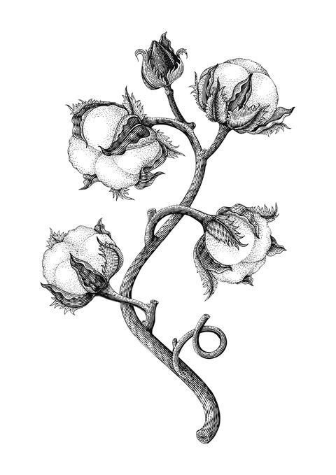 cotton plant hand drawing vintage engraving style isotale on white background