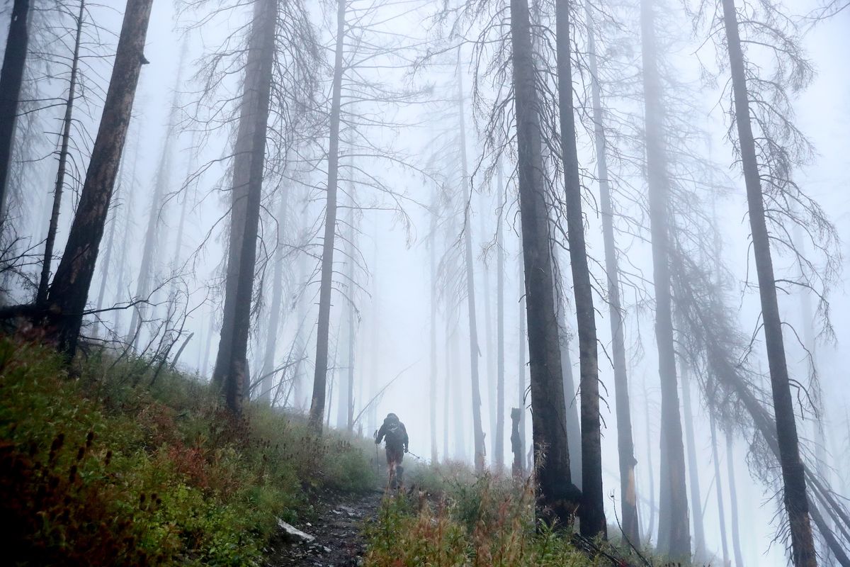 glacier national park, montana   september 17 us park service revegetation crew lead carleton gritts hikes through fog among the trees blackened by the 2017 sprague creek fire on his way to the mt brown lookout station september 17, 2019 in glacier national park, montana gritts' crew planted 585 two year old whitebark pine seedlings among the skeletal remains of this forest because the tree grows more successfully in ground that was recently burned with annual average temperatures in montana rising almost three degrees fahrenheit since 1950, high elevation tree species like the whitebark pine that were not previously threatened are now facing an increase in blister rust infections, mountain pine beetle infestations and wildfire a slow growing species that lives at elevations above 6,000 feet, the whitebark is an essential source of food for many birds and small mammals photo by chip somodevillagetty images