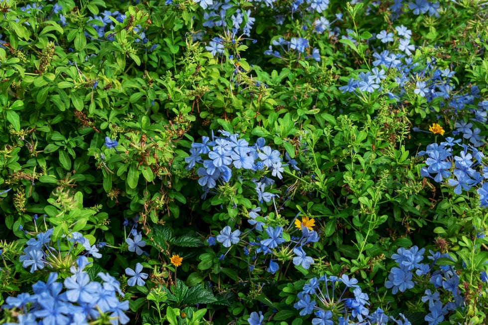 natural floral texture of the blue plumbago auriculata flowers on green leaves background