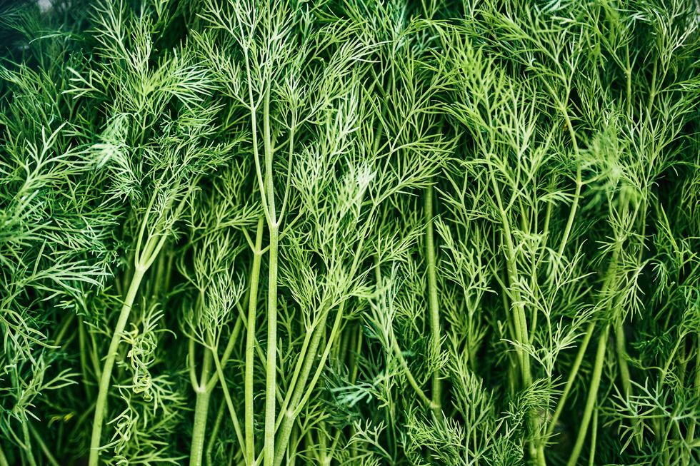 natural green background of dill.