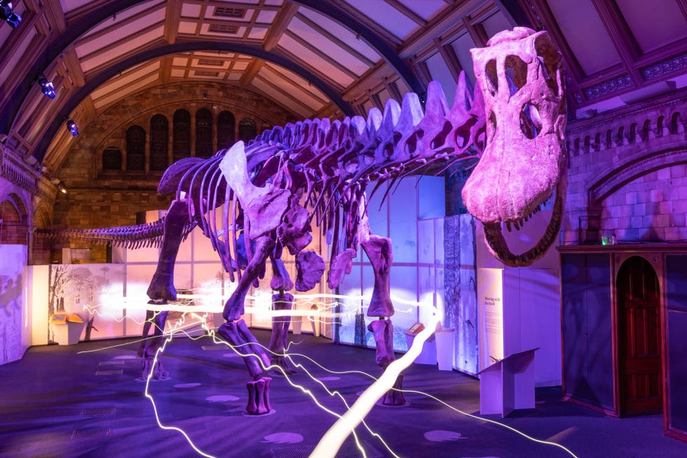 natural history museum dinosaur skeleton at night nye