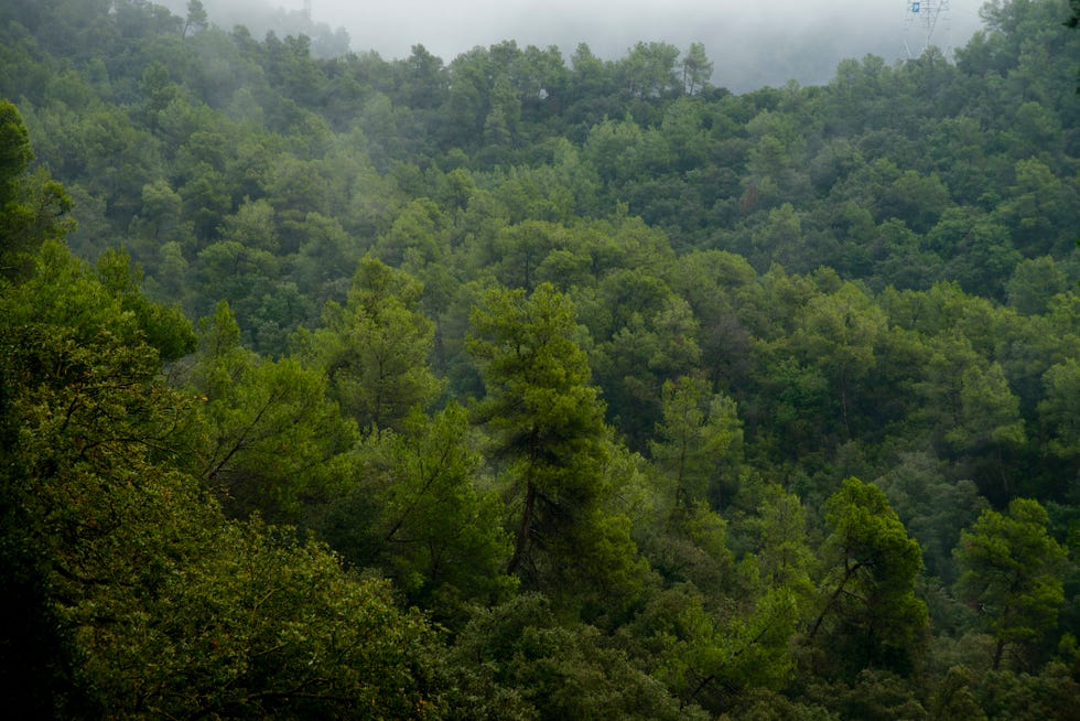 parque natural de collserola, barcelona