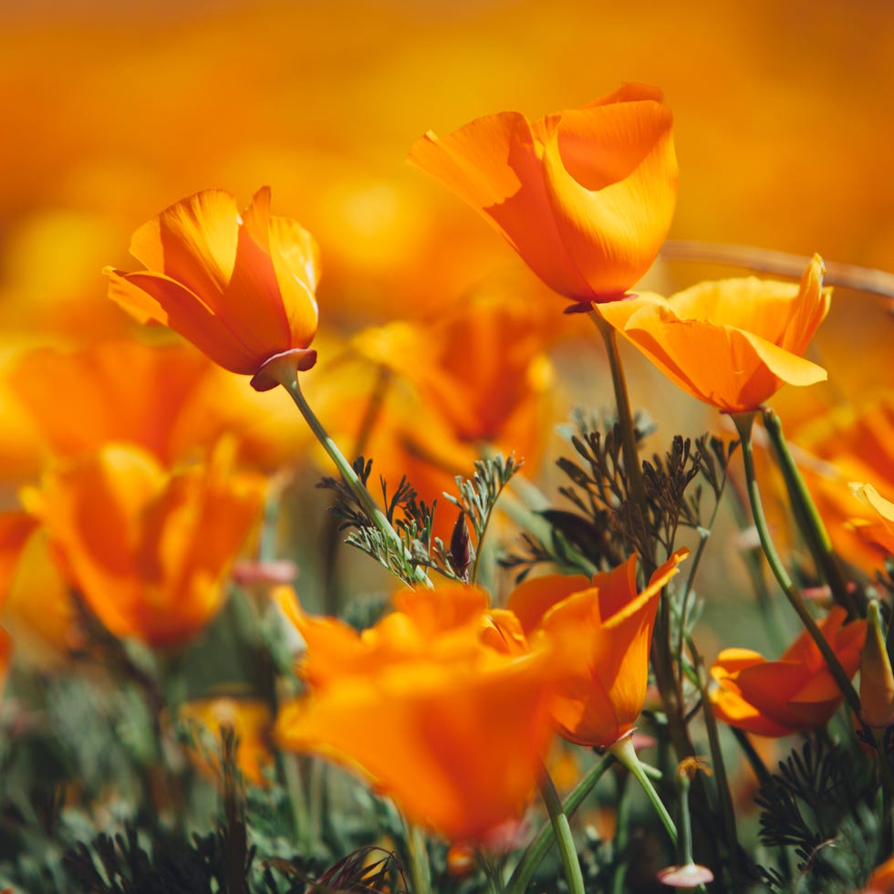 A naturalised crop of the vivid orange flowers, the California poppy, Eschscholzia californica, flowering, in the Antelope Valley California poppy reserve. Papaveraceae.