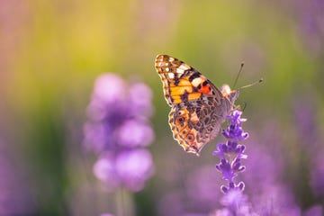 butterfly garden