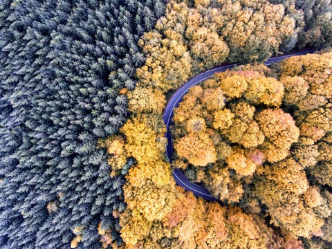 Luchtfoto van een bos in vol herfstkleed in Transsylvani Roemeni Gemaakt met behulp van een drone