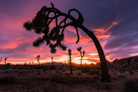 Een oude Yucca brevifolia in de volksmond de Joshua tree  buigt zich naar de aarde en omlijst de ondergaande zon in de Mojavewoestijn