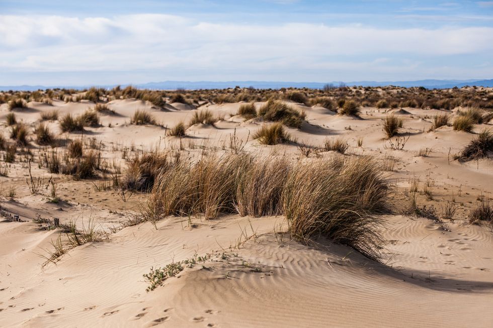 nature plage de l'espiguette, gard