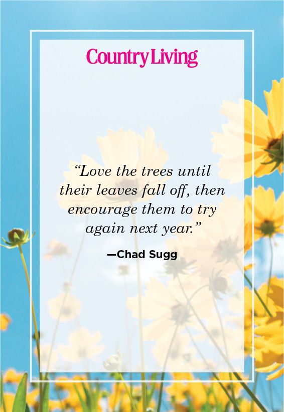 quote from chad sugg
