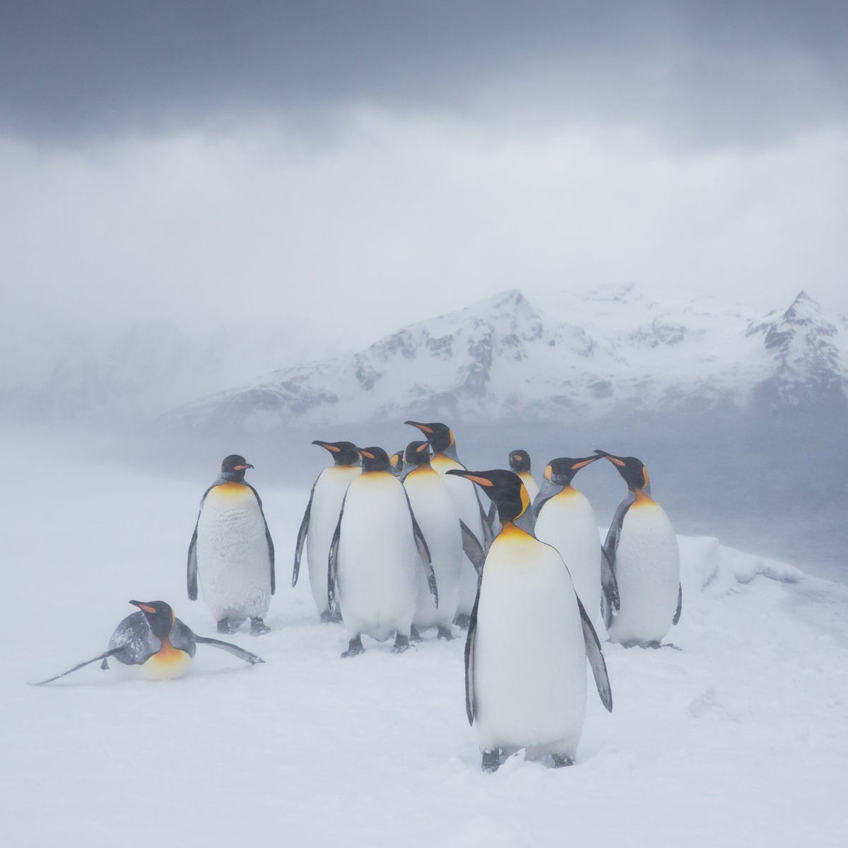Een groep koningspinguns kruipt tegen elkaar tijdens een sneeuwstorm op het eiland South Georgia