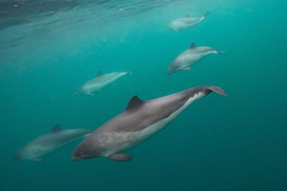 Bruinvissen zwemmen in wateren voor de kust van de Schotse Shetlandeilanden Voor het eerst hebben wetenschappers waargenomen dat een gewone dolfijn zich kenbaar maakt als een bruinvis waarbij ze de unieke klikgeluiden maakt die kenmerkend zijn voor deze soort