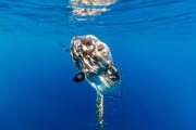 Een maanvis Mola alexandrini