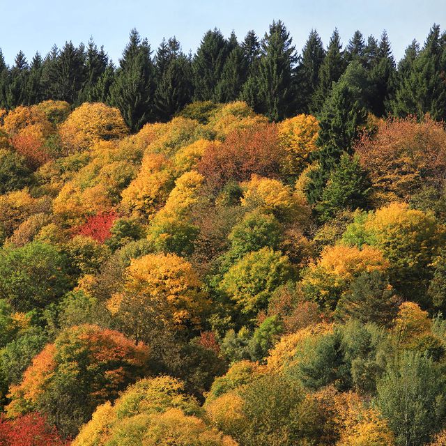 orbey, france   october 12 autumn colors mark a change in seasons in the forests of the vosges mountains on october 12, 2019 by the village of orbey in the alsace region of eastern france alsace is famous for its unique germanic inspired cuisine, the high number of picturesque villages, churches and castles, the vosges mountains and its vineyards with the 170 km of the route des vins d'alsace photo by david silvermangetty images