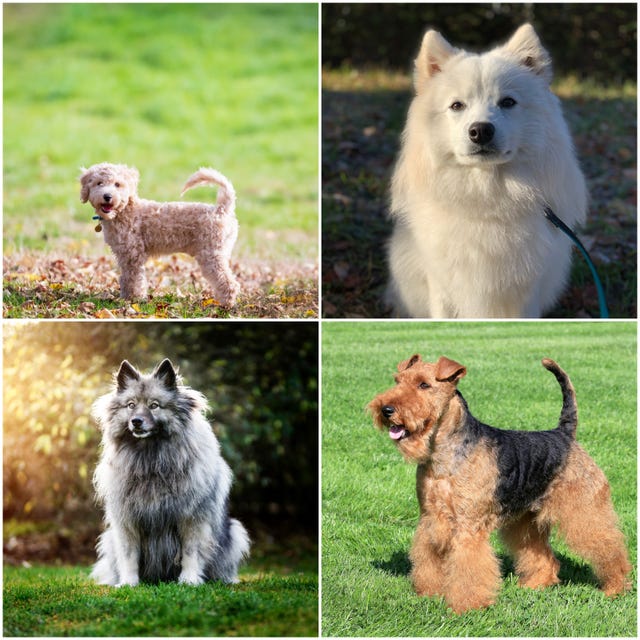 naughty dog breeds