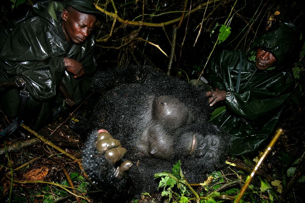 In juli 2007 ontdekten parkopzichters het lichaam van een gorillavrouwtje Haar baby die later de naam Ndakasi kreeg zoog nog aan de borst van haar dode moeder toen ze werd gevonden Haar hele familie was vermoord waaronder een silverback een alfamannetje vier vrouwtjes en twee babys Alleen Ndakasi overleefde de slachting