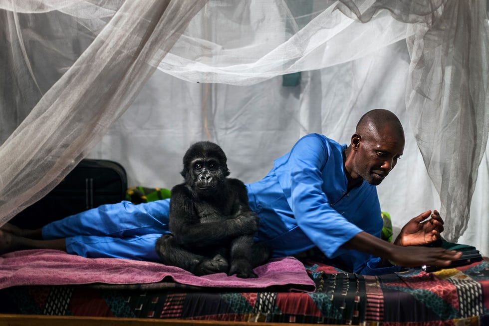 Ndakasi en haar verzorger Baboo zijn hier op een foto uit oktober 2013 te zien De verzorgers wonen en slapen in diensten van drie weken bij de gorillawezen n week per maand zijn ze vrij om bij hun gezin te zijn