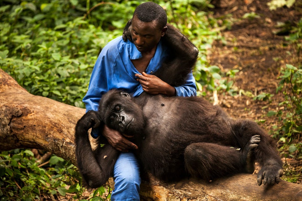Andre Bauma die zichzelf als een gorillamoeder omschrijft zorgt voor Ndakasi 2 maart 2012 Bauma heeft zijn eigen kinderen naar het weeshuis meegenomen om ze de verweesde gorillas te laten zien Hij noemt de apen hun broers en zusters