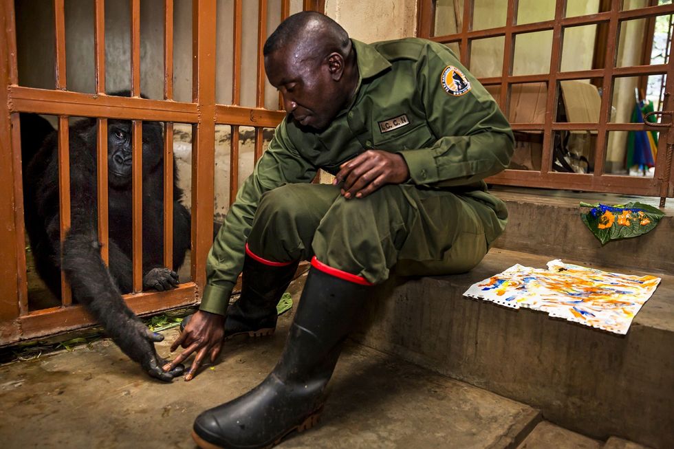 Andre Bauma hoofdverzorger van het weeshuis leert Ndakasi in haar nachtverblijf om te schilderen november 2015 De verzorgers proberen zoveel mogelijk manieren te bedenken om de gorillas te stimuleren
