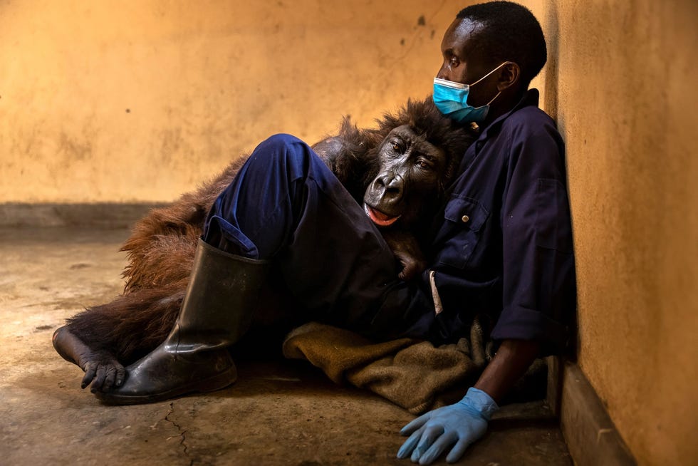Ndakasi_056 Op 26 september overleed de berggorilla Ndakasi na een slepende ziekte in de armen van haar verzorger kort nadat deze foto was gemaakt Andre Bauma en andere verzorgers van het Senkwekwe Mountain Gorilla Center in de Democratische Republiek Congo hadden sinds 2007 voor haar gezorgd toen ze was aangetroffen terwijl ze zich vastklampte aan het dode lichaam van haar moeder Ndakasi was de enige chimpansee van haar familiegroep van ernstig bedreigde berggorillas die de doelgerichte slachtpartij overleefde De aanval werd later in verband gebracht met de illegale handel in houtskool Uit Remembering Ndakasi a beloved mountain gorilla oktober 2021