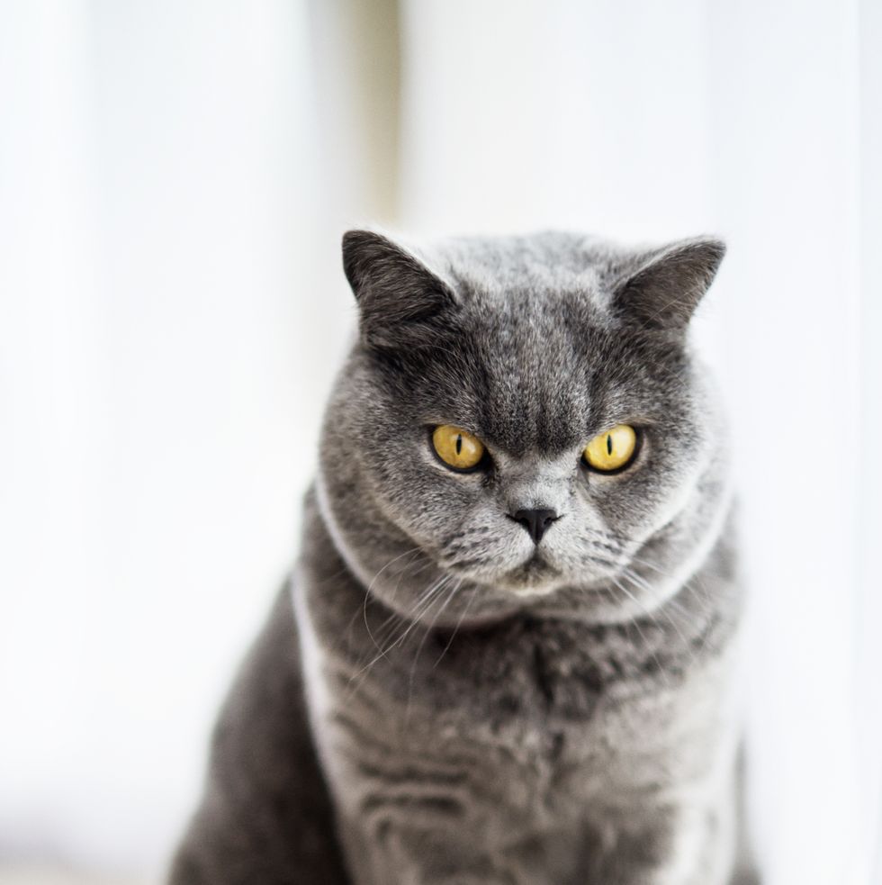 grey cat breeds nebelung