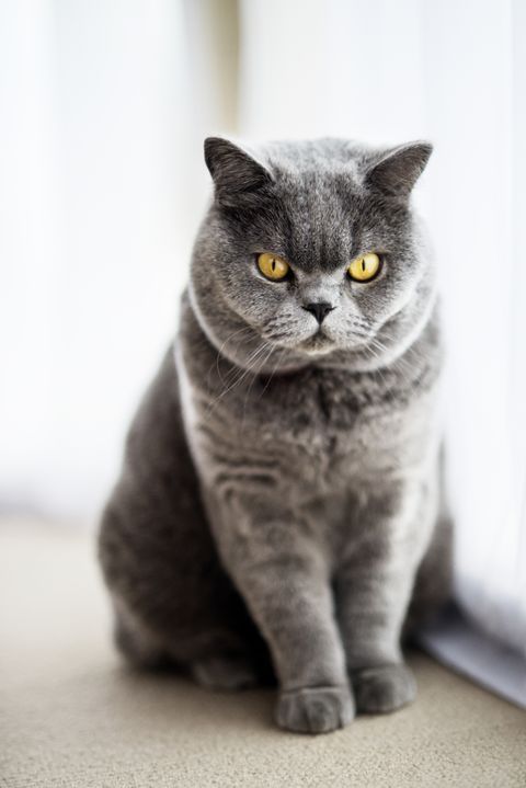 grey cat breeds nebelung