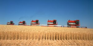 1970s five massey ferguson combines harvesting wheat nebraska usa  photo by h abernathyclassicstockgetty images