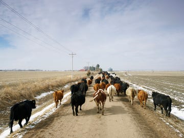 usa, nebraska, great plains, herd of cattle on country road