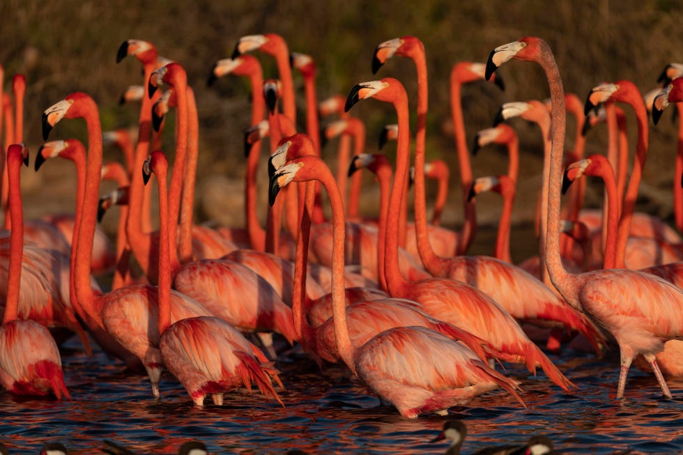 a group of flamingos in water