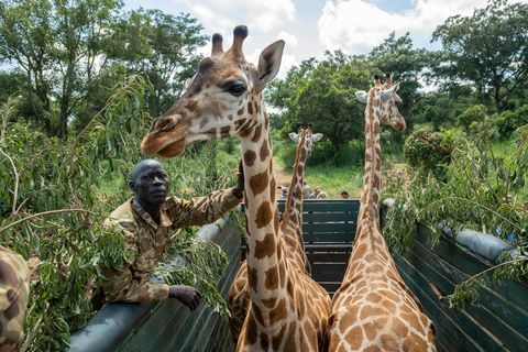 Natuurbeschermers laden drie giraffen in een vrachtwagen met stokken met bladeren eraan  zodat de dieren kunnen eten tijdens hun reis naar een nieuw leefgebied Het trio was onderdeel van een project waarbij 19 van de bedreigde giraffen werden verplaatst
