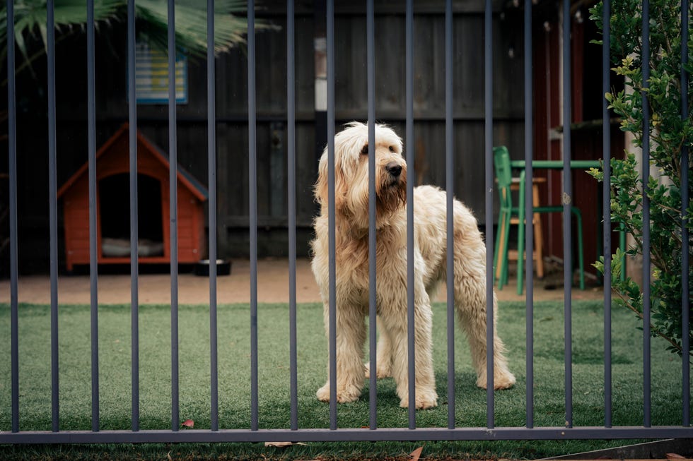 embargo 13012025 trevor the dog in neighbours