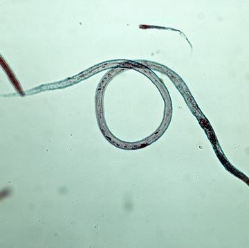 nematode vinegar eel turbatrix aceti phylum aschelminthes 50x