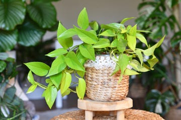 neon colored 'epipremnum aureum lemon lime' houseplant