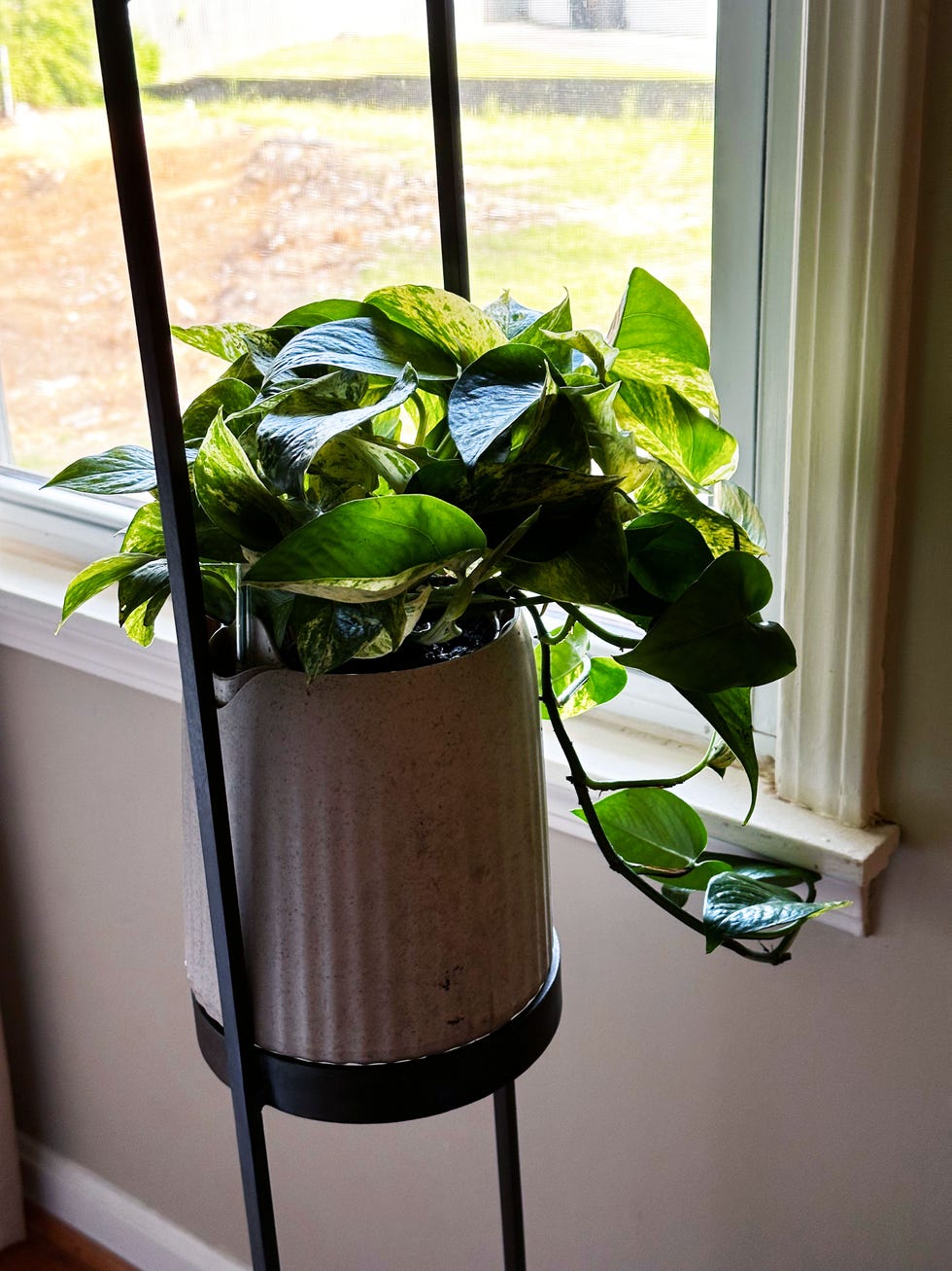 a potted plant in front of a window