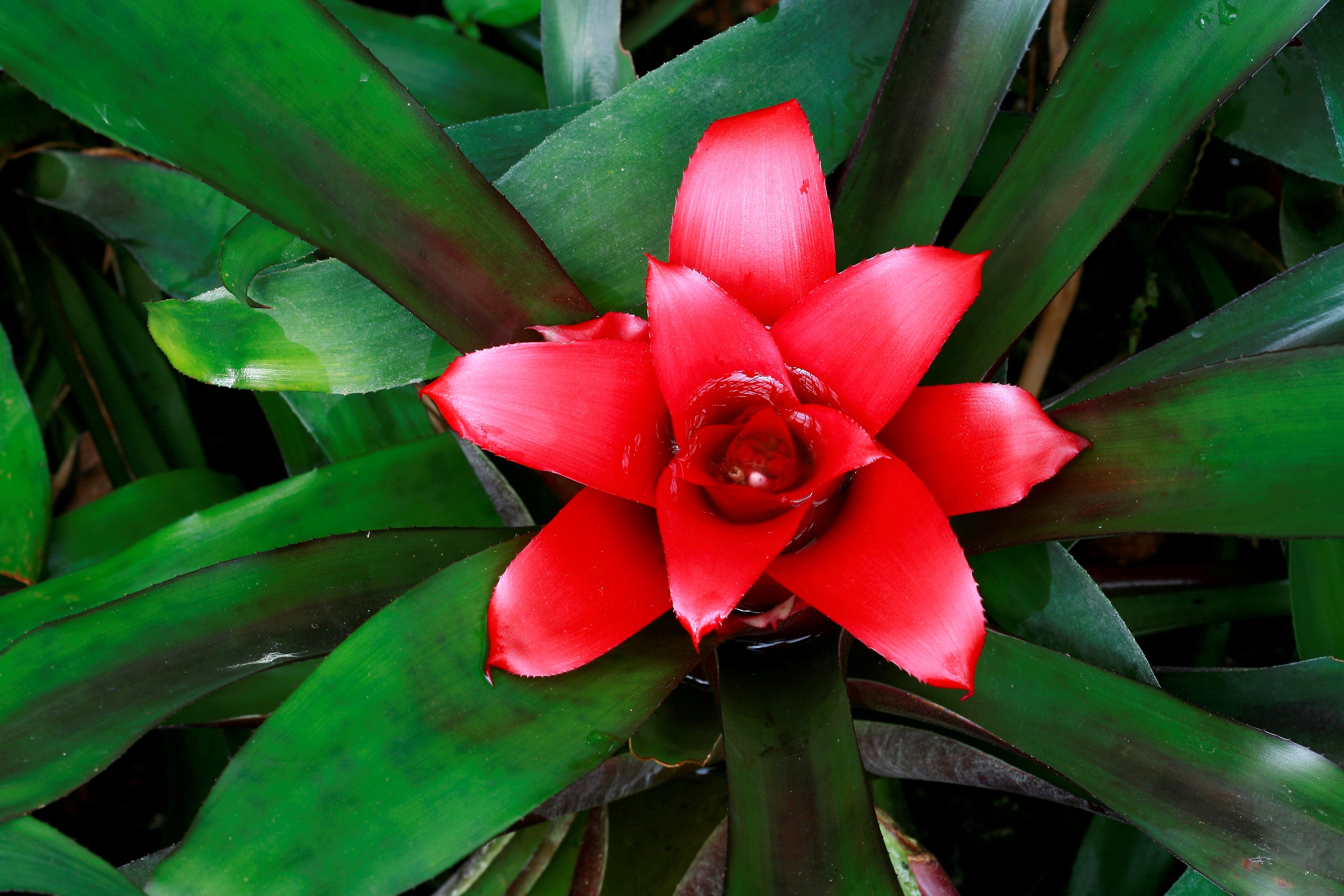 10 Best Bromeliad Types to Brighten Up Your Home